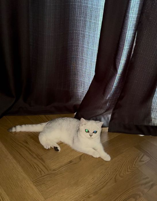 Котенок Британская Шиншилла