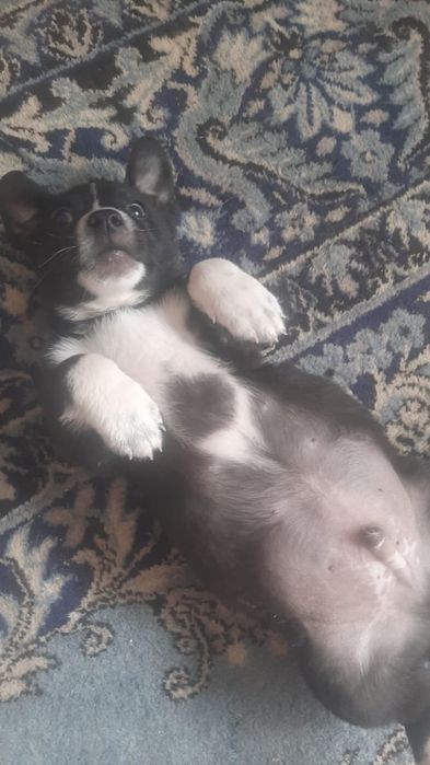 Домашние щенки, звонки