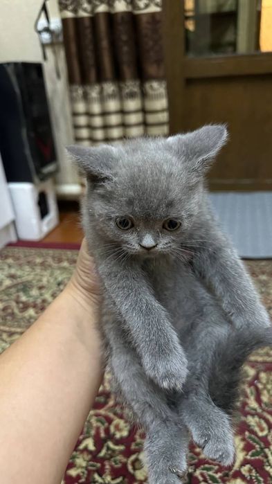 Котята продам срочно