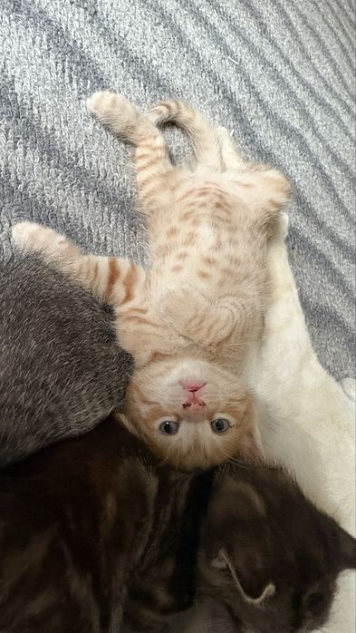 Отдаю котят в любящие семьи