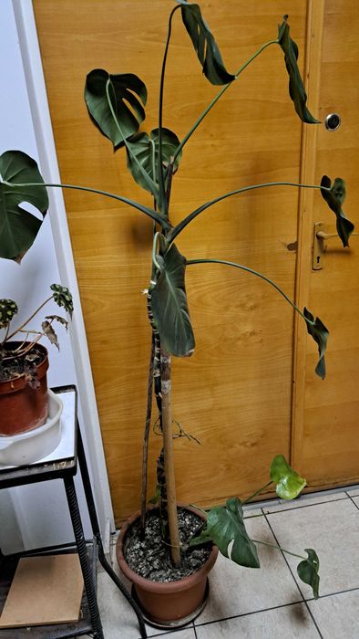 Plante decorative mari (1–2 m) – ficus, monstera, lămâi, bambus, etc.