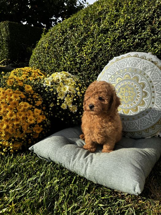 Мини Пyдел момиче с генетични изследвания/ Mini Poodle Girl
