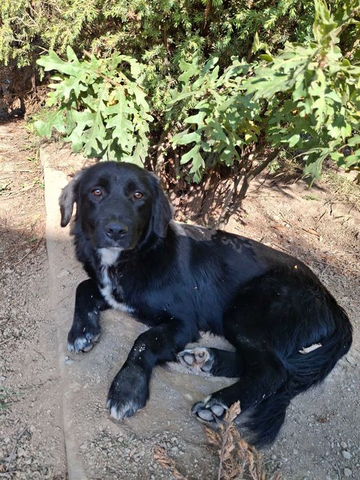 Подарявам кученца