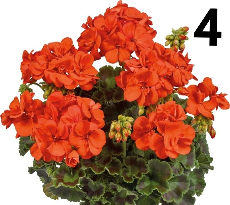 Нискостеблено мушкато-2.50€