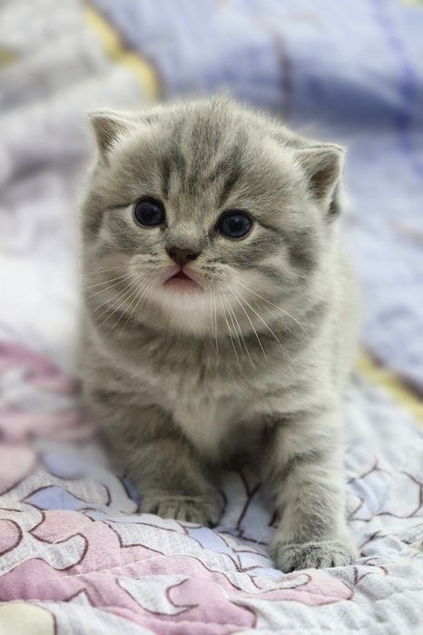 Продаются британские котята