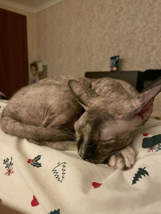 Кошка Донский сфинкс