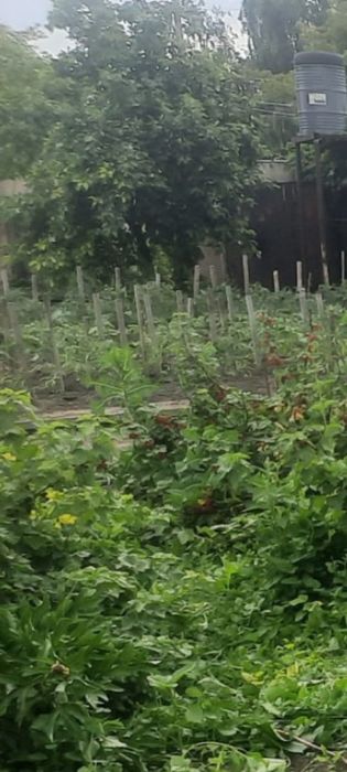 Дача Садовое общество Мичуринец