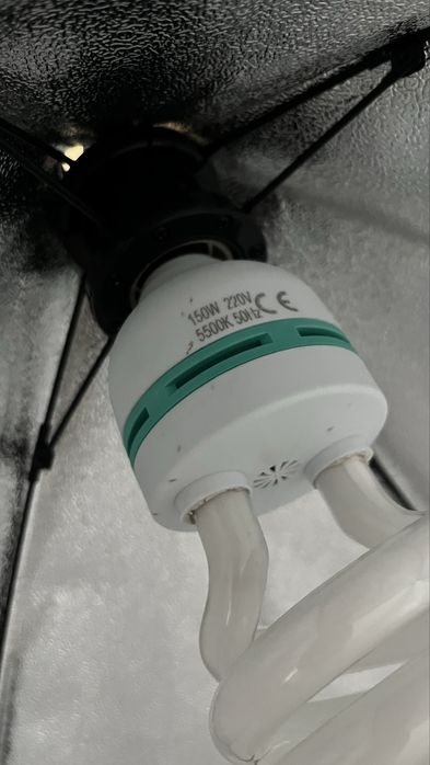 Lumini studio (becuri LED 100W si 50W)