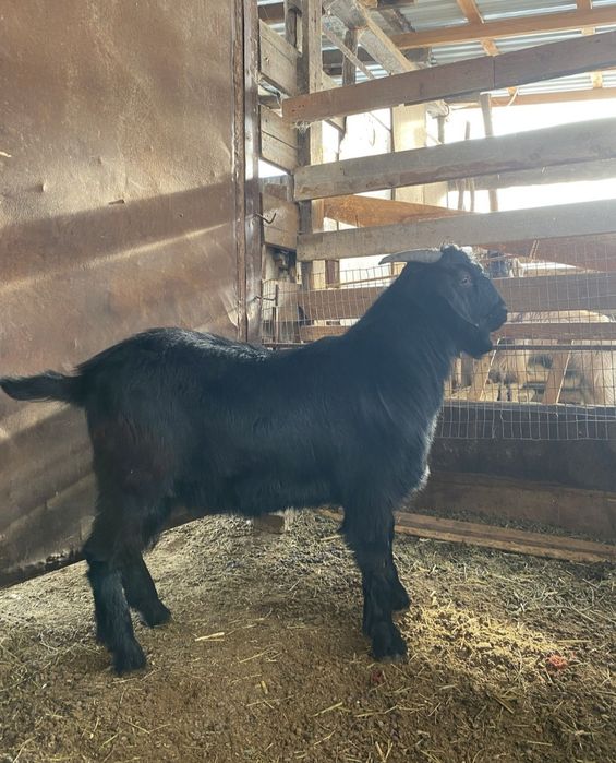 продаю козел не больной качественный