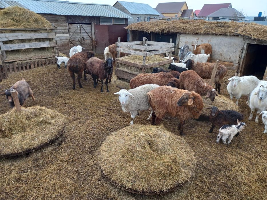 Қой ешкі қошақандар, лақтар