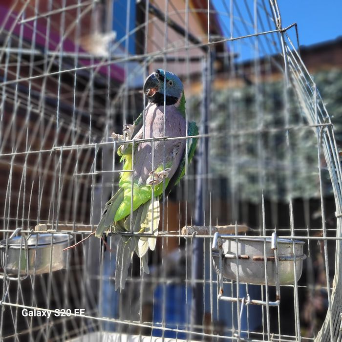 Китайски Александър с клетка(Psittacula derbiana)
