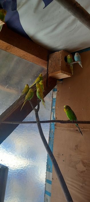 Papagali Perusi si Rossela