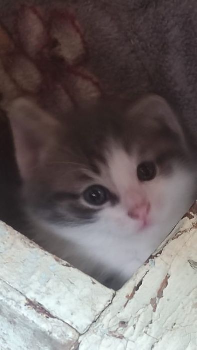 Отдам котяток в хорошие руки
