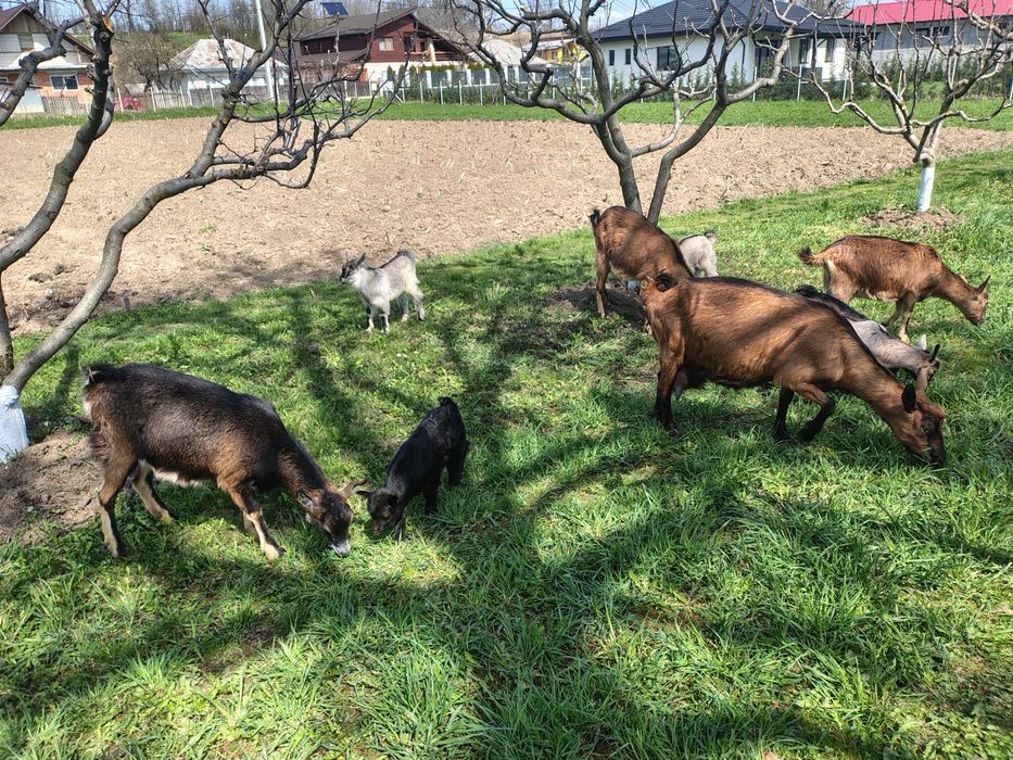 Iedute Alpin Francez