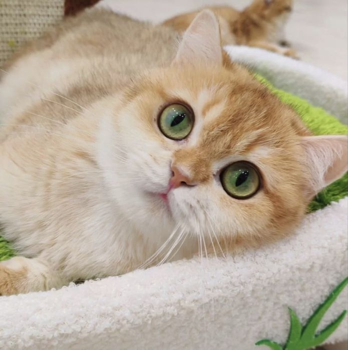 ВЯЗКА. Золотистая шиншилла, кот для вязки