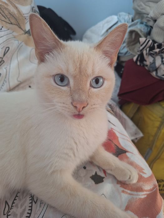 Отдаются кота даром