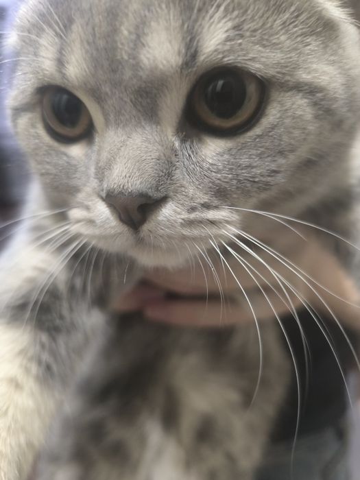 Продаётся кошка пародистий