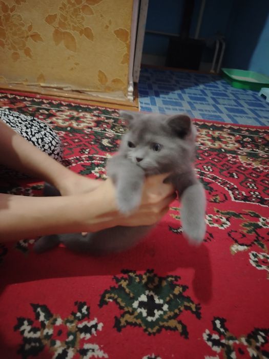 Котята продаётся
