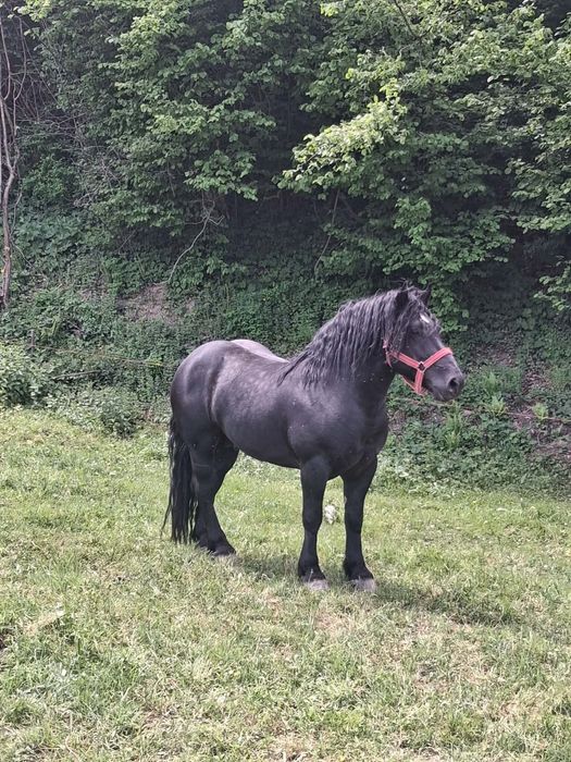 2 armăsari de vânzare împreună sau separat