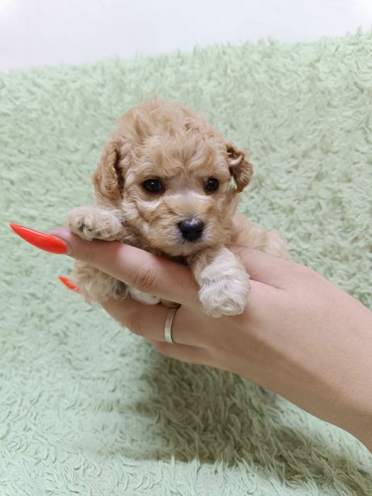 Продам щенков той пуделя