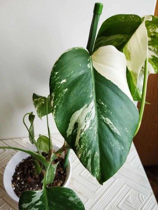 Монстера Альба -экзотика в вашем доме