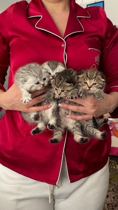 Продаётся котята