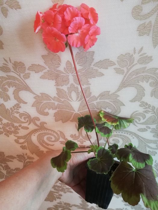 Комнатные растения.