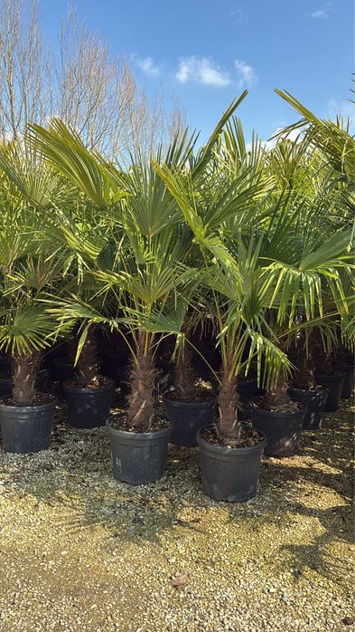 Palmieri trachycarpus fortunei rezistent la ger