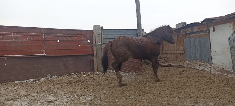 Продам тай на откорме