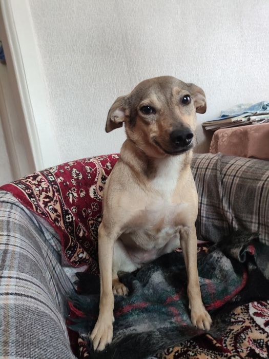 Собака желает охранять