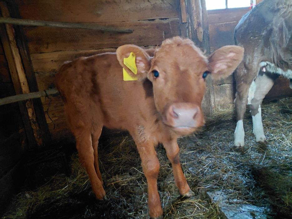 Продам тёлочку 2 месяцев