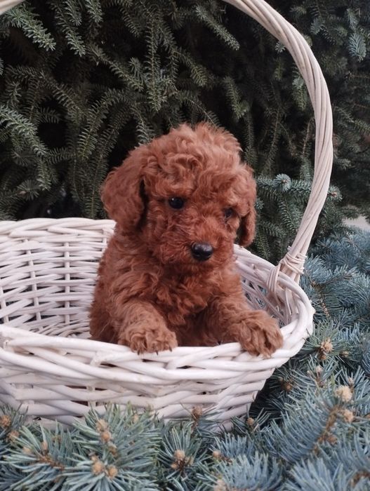 Той Пудел poodle toi