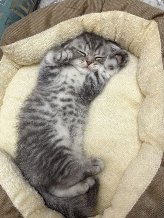 Британская котята