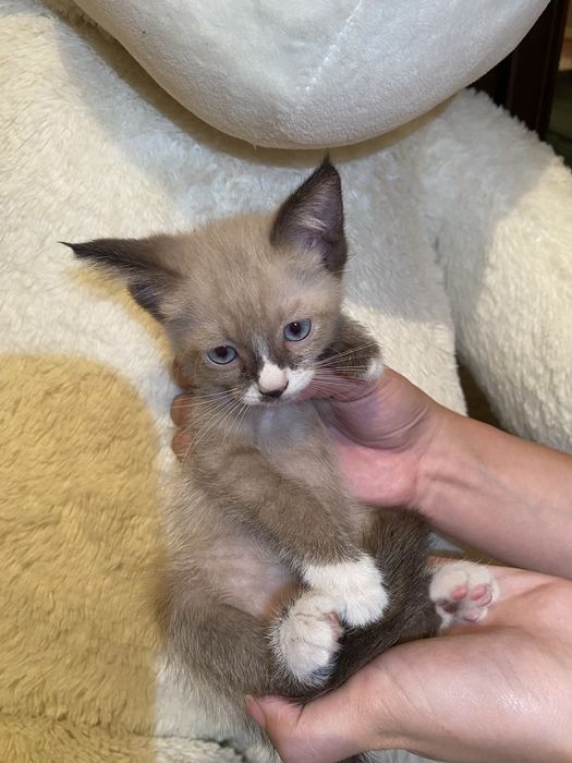 Продам метис котят