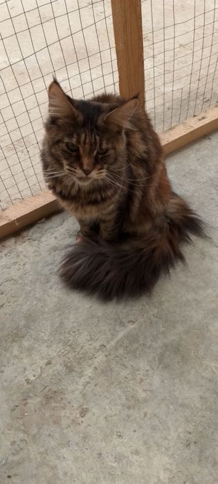 Mushuklar xadiyaga beriladi yaxshi qolarga