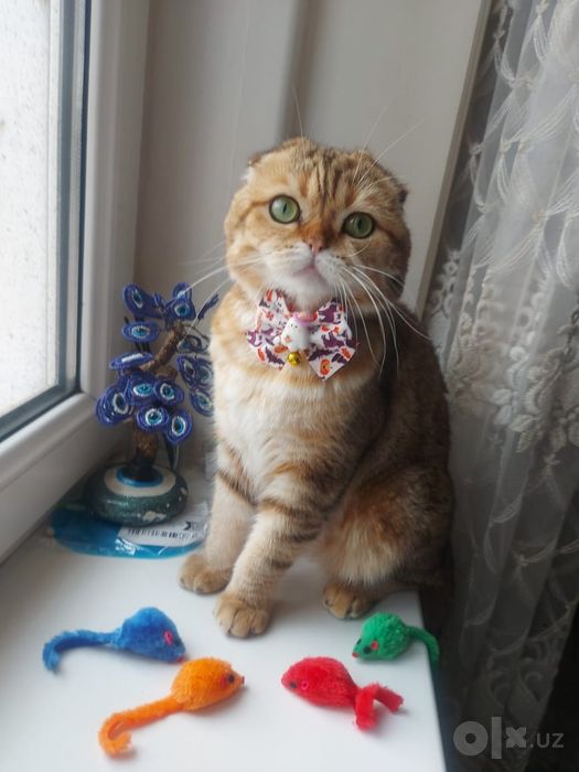 Вязка кота шотландский
