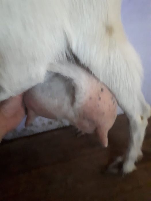 Заенские козы