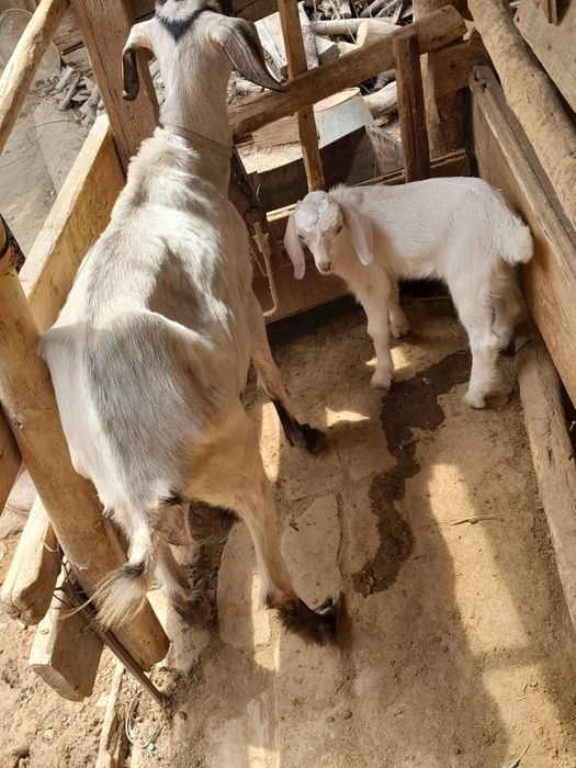 Срочно продаются козы с козлятами!!