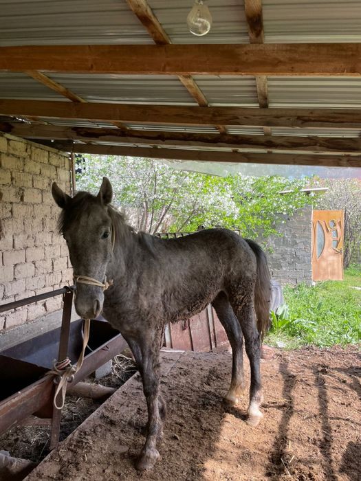 Полтарашка сатылады