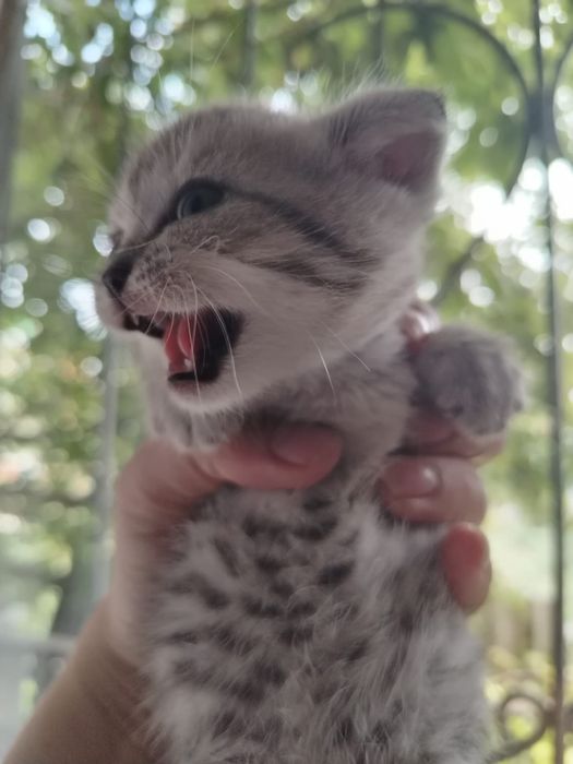 Продам шотландских котят