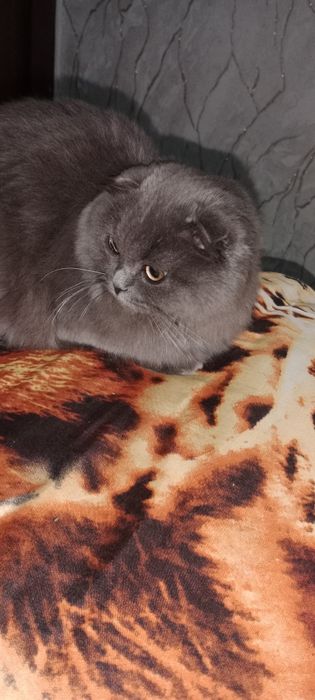 Scottish Fold mushuk sotiladi