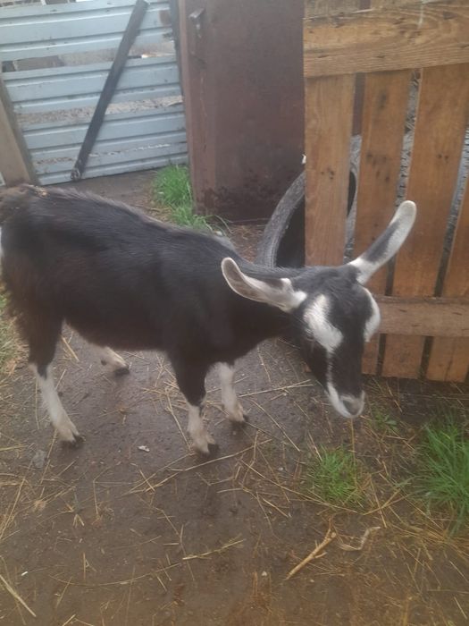 Продам альпийскую козочку