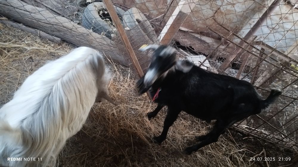 Теке альпийская.