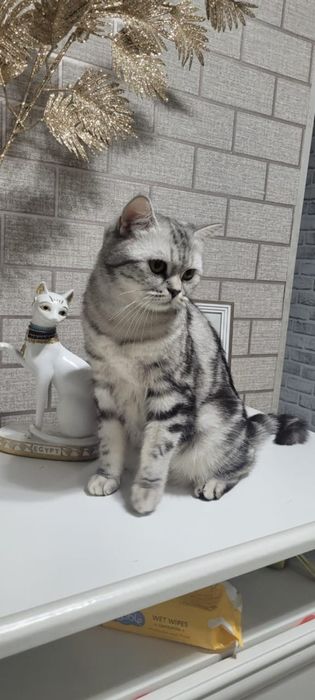 Вислоухие котята