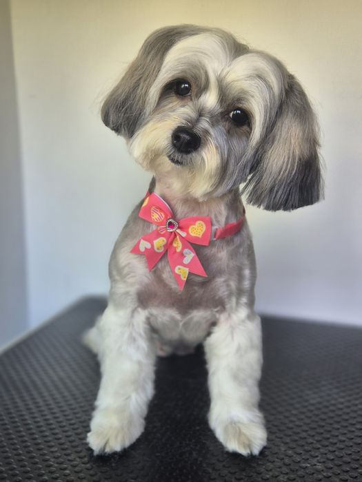 Frizerie canina Constanta