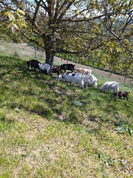 Vând  12 capre  bune de lapte