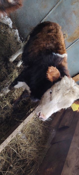 Продам телёнка 5 месяц