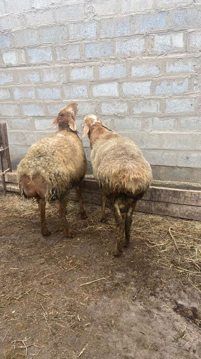 Гиссар кошкар сатылады