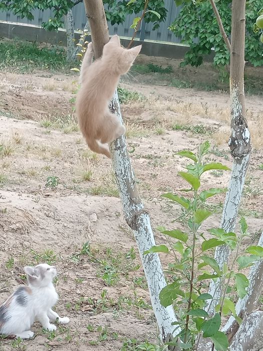 Марғаулар, Котята