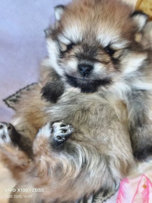 Очаровательные щенки шпица.